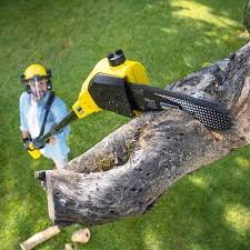 Best Lawn Maintenance Plans  in Thatcher, AZ