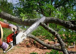 Seasonal Cleanup (Spring/Fall) in Thatcher, AZ