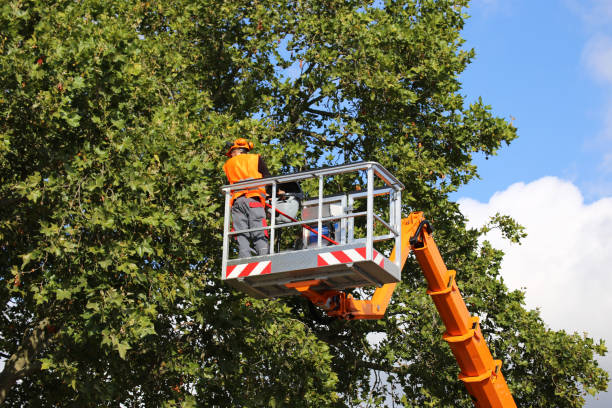 How Our Tree Care Process Works  in  Thatcher, AZ