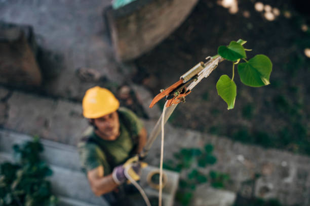 Best Storm Damage Tree Cleanup  in Thatcher, AZ