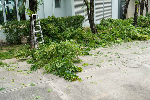 Best Leaf Removal  in Thatcher, AZ