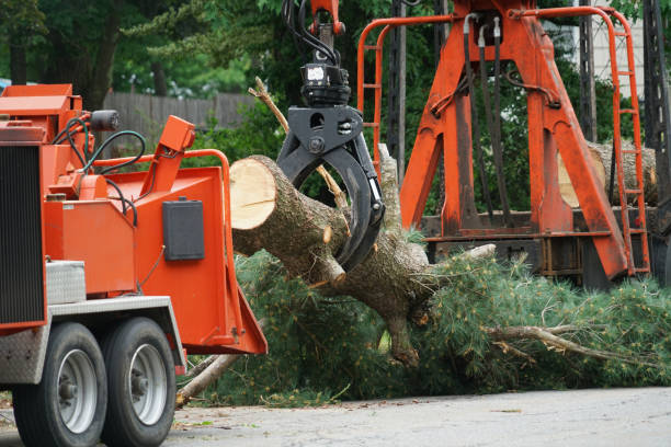 Best Tree Mulching  in Thatcher, AZ