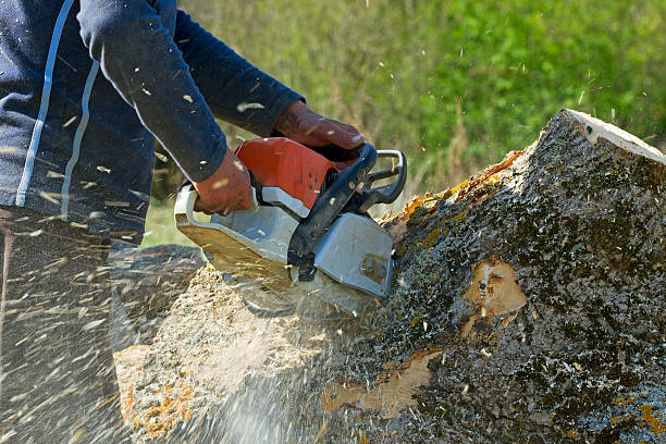 Best Tree Preservation Services  in Thatcher, AZ