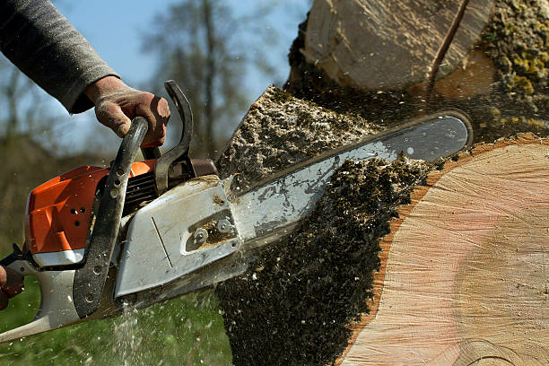 Best Fruit Tree Pruning  in Thatcher, AZ