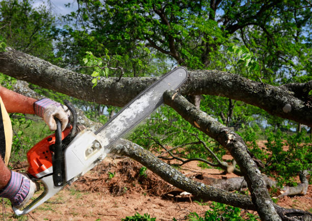 Best Utility Line Clearance  in Thatcher, AZ